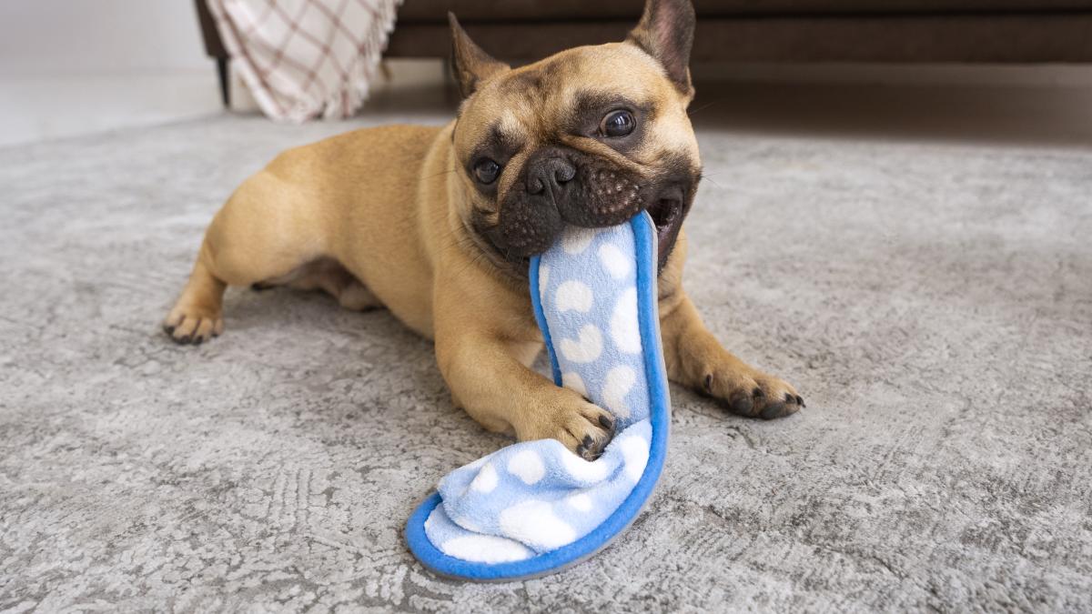 cute-dog-biting-flip-flop-home_60090200