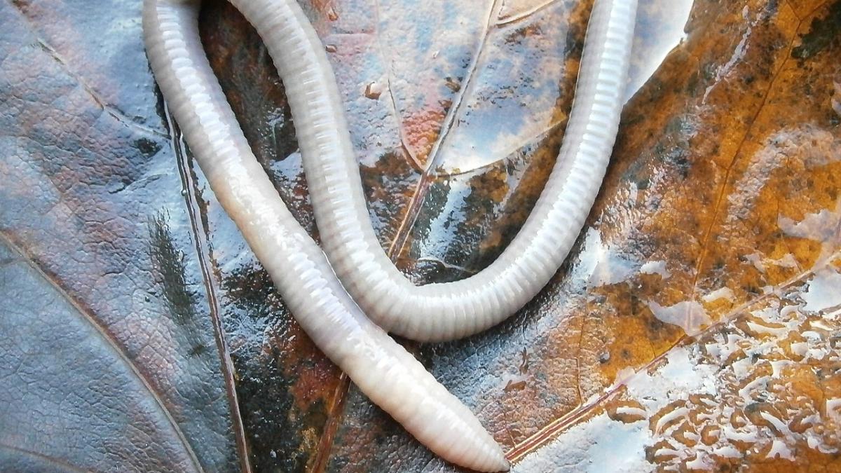 vierme-creier_70154300