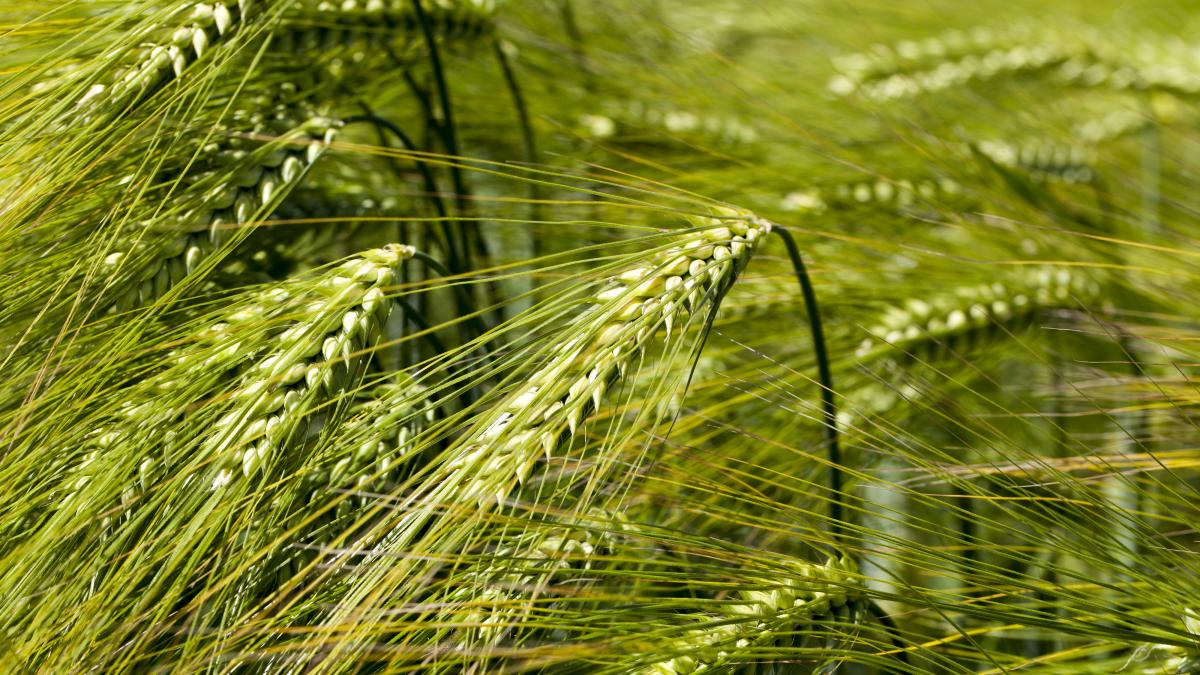 criza-export-cereale-fermierii-din-ucraina-nu-reduc-suprafetele-insamantate-cu-grau_87265700