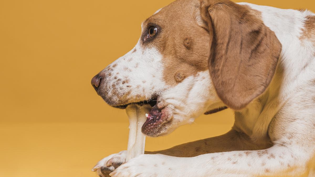lateral-view-cute-dog-eating-bone_63613000