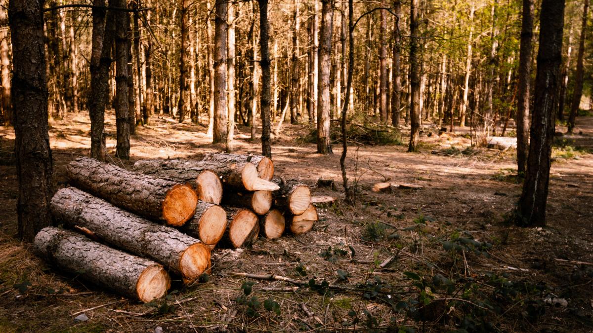 codul-silvic-trebuie-sa-aduca-viziune-si-obiective-concrete-pentru-paduri--asociatia-industriei-lemnului---prolemn-solicita-ministerului-mediului-o-noua-dezbatere_28766100