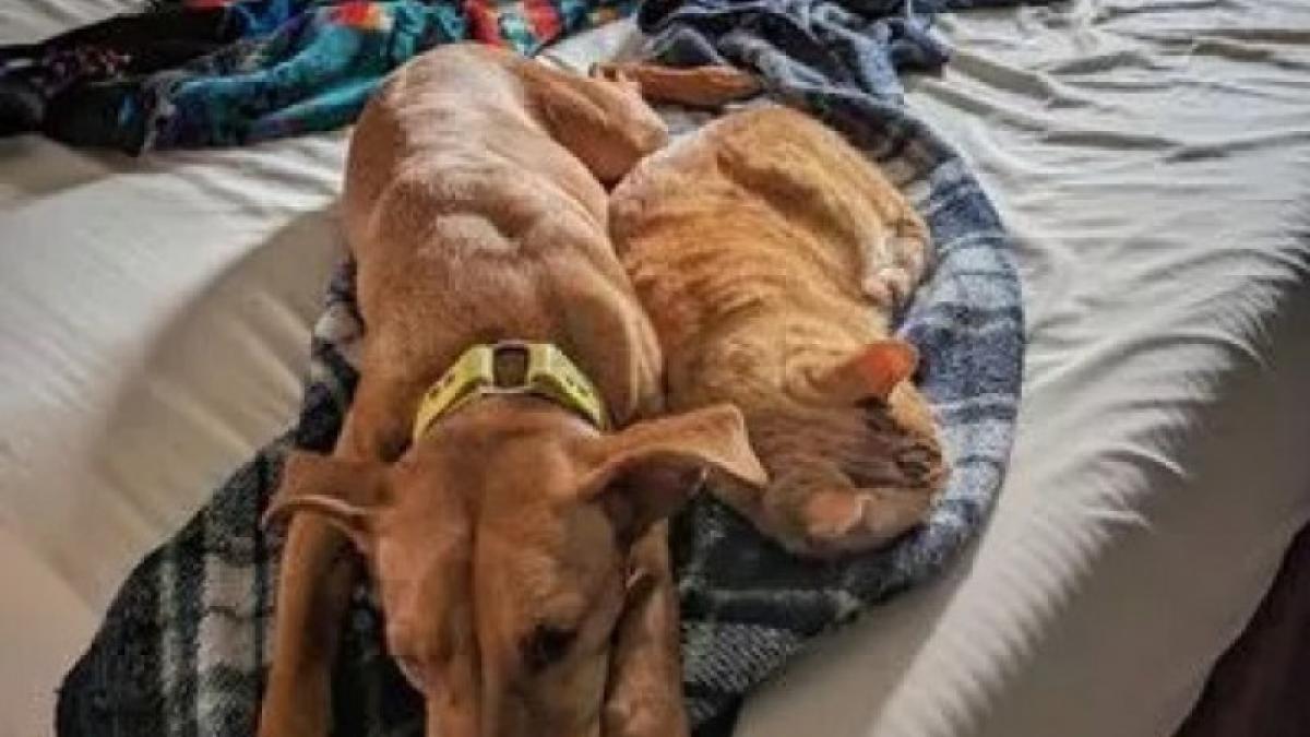 camere-supraveghere-pisica_40629600