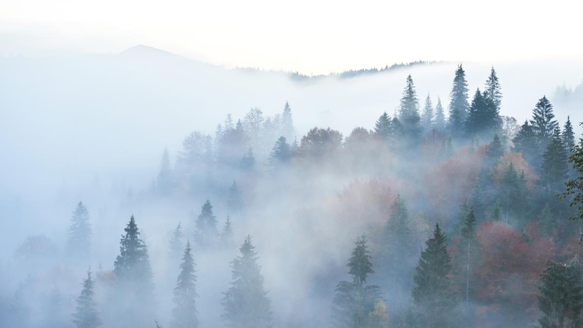 cod-galben-de-ceata-in-sapte-judete-din-zona-montana_97723400