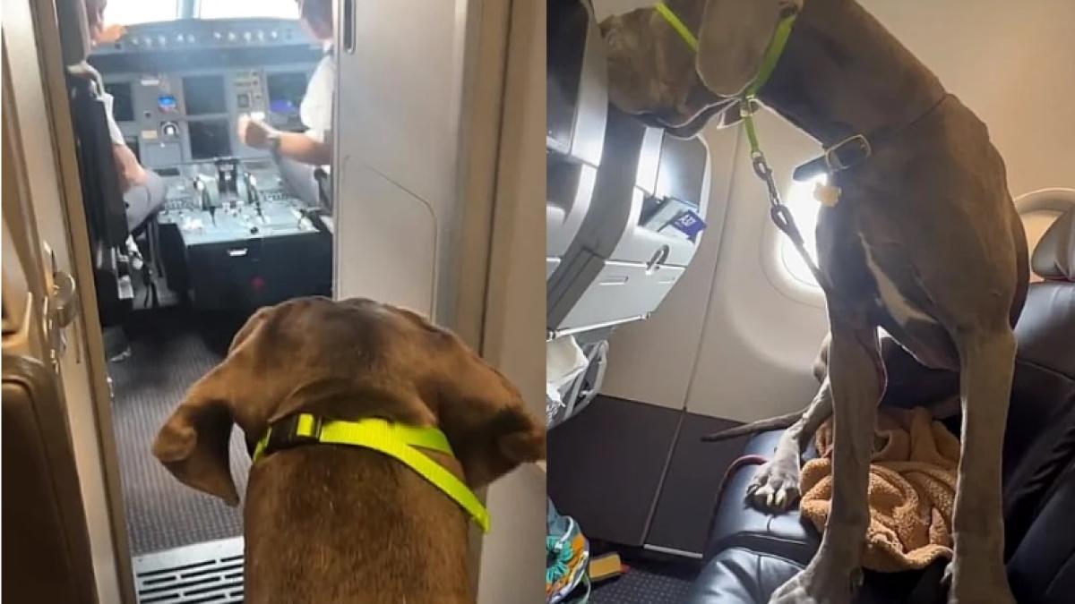 2-locuri-in-avion-pentru-caine_85720400