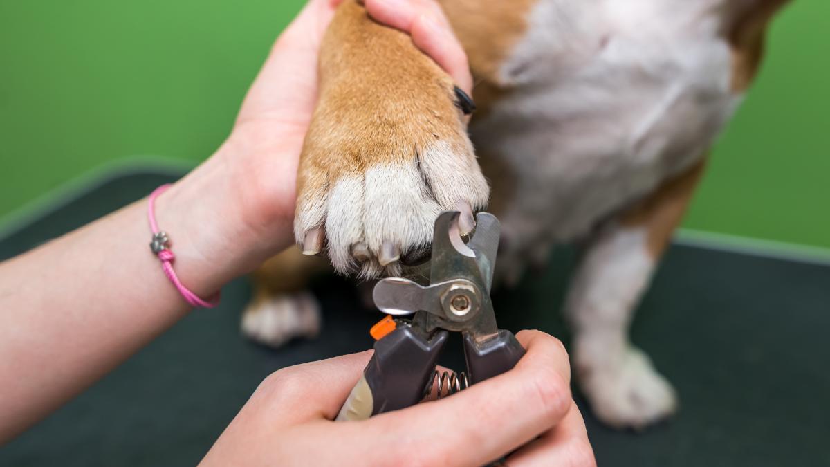 unghii-caini_23779100