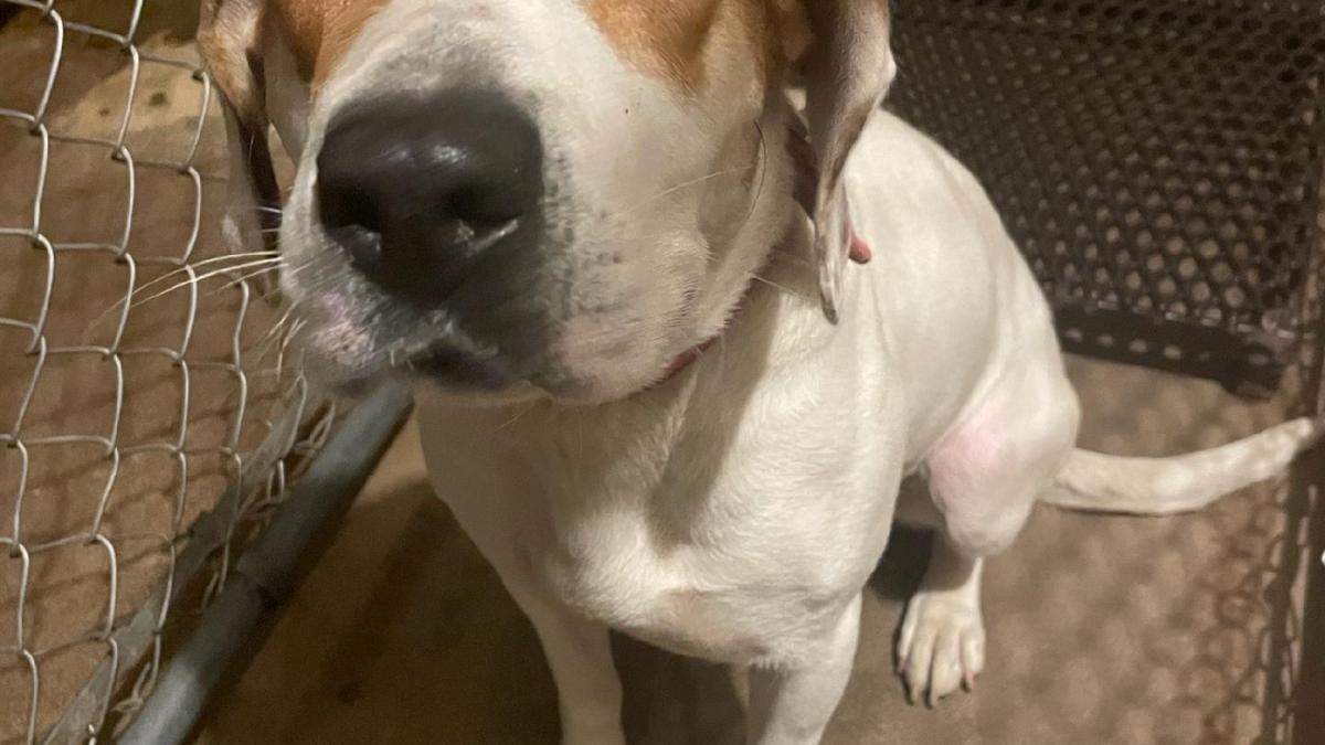 cainer-ajutor-2_72944600