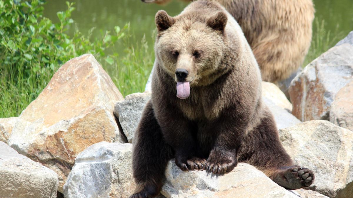 urs-lovit-pe-autostrada_36885500