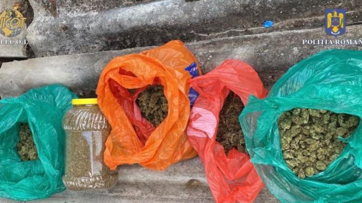 trei-tineri-din-mures--prinsi-in-flagrant-delict-cand-ridicau-un-colet-cu-canabis-venit-din-spania--se-afla-in-arest-preventiv-pentru-30-de-zile_83519000