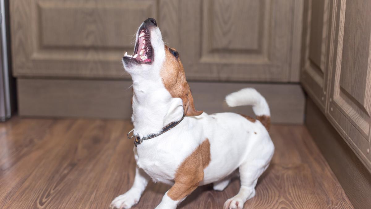 latrat-in-casa_93927500