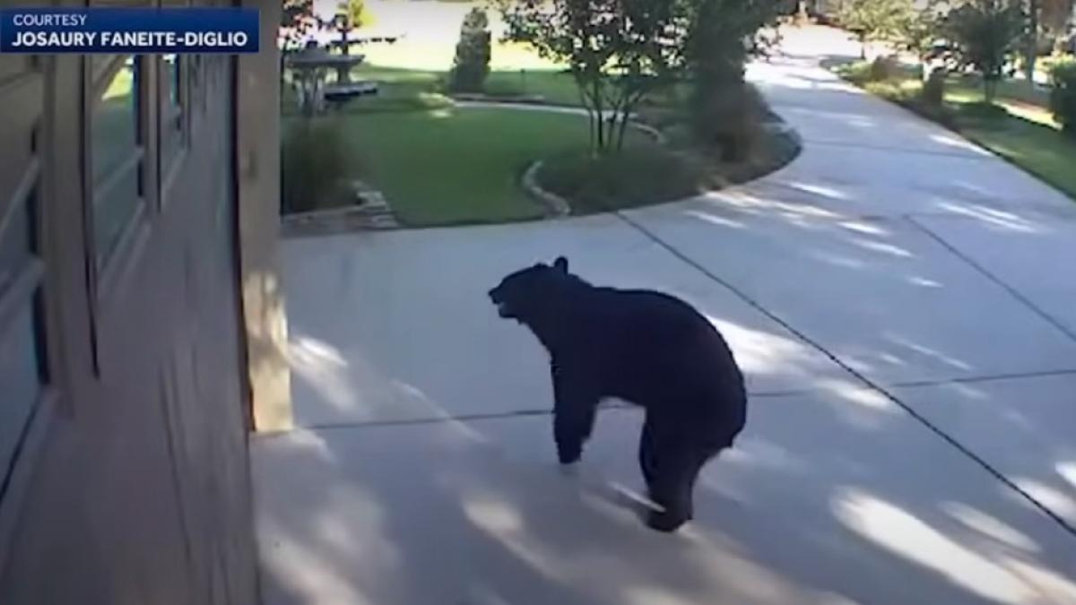 ursul-tripod_83047600