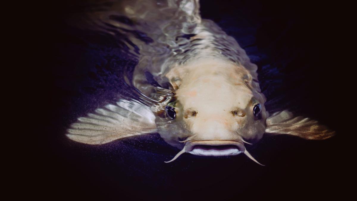 somni-uriasi-in-raul-mures_78365600