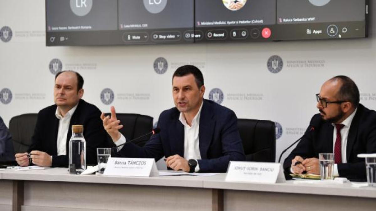 tanczosbarna_03687800