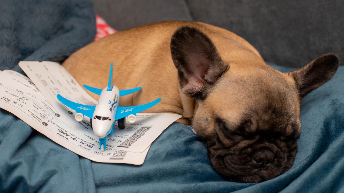 caine-insotitor-avion_47139700