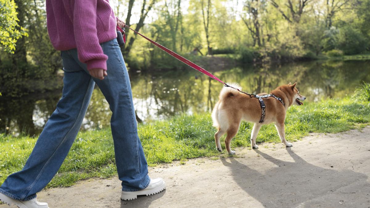 plimbare-shiba_33355900