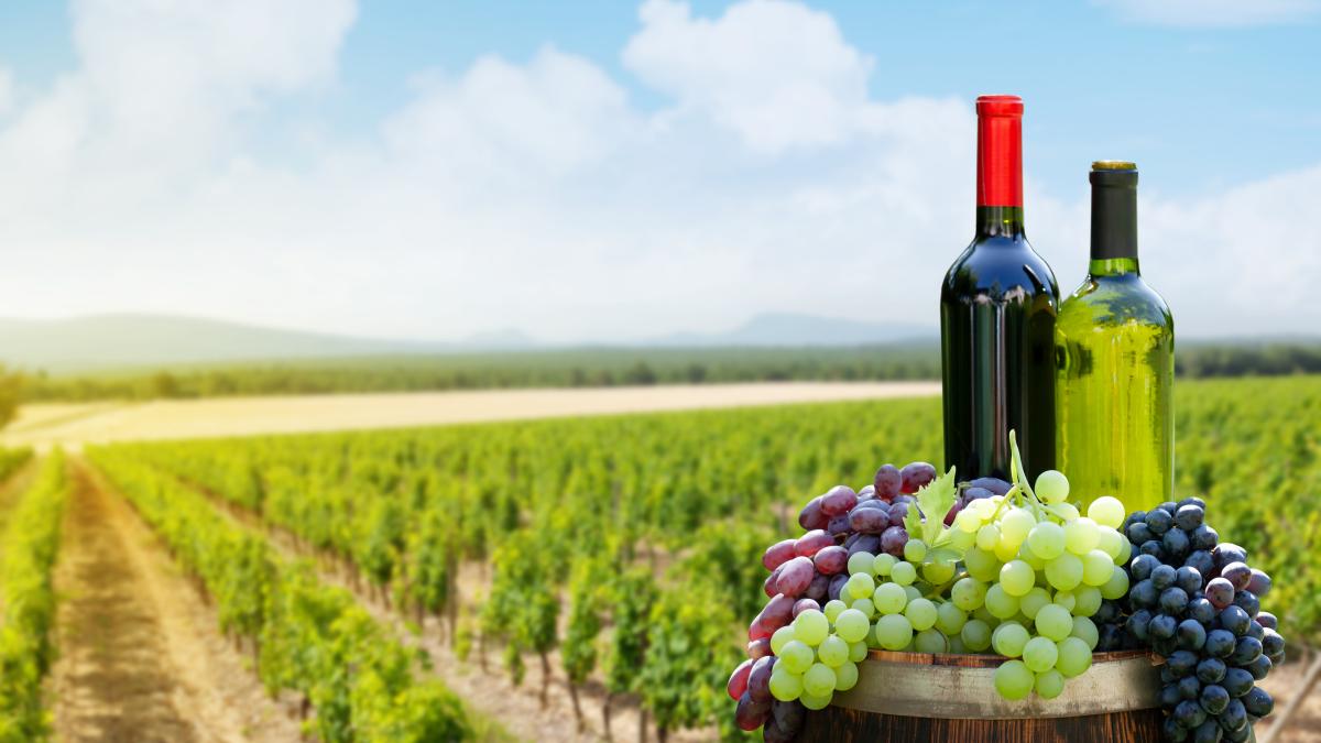 struguri-vin_88431600