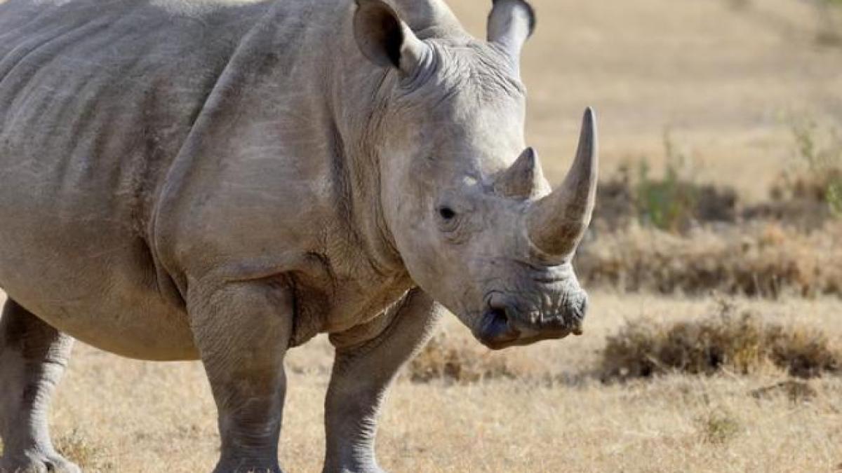 O îngrijitoare de la o grădină zoologică a fost ucisă de un rinocer ...