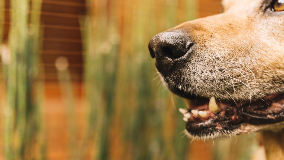 un-caine-cu-stapan--dar-care-circula-liber--a-atacat-doua-persoane-in-sectorul-6_55903800