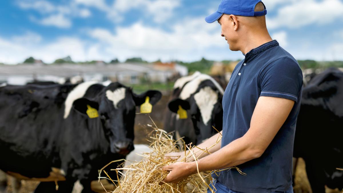 crescator-vaci_07022500