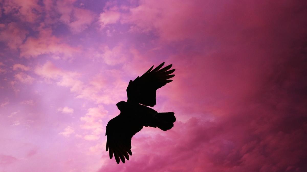 animal-simtul-umorului_18121700