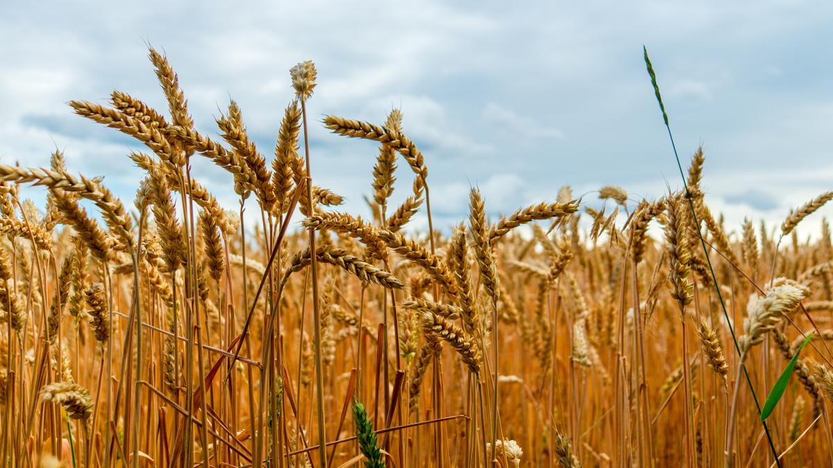 fermierii-romani-cer-prelungirea-masurilor-restrictive-ale-importurilor-de-cereale-din-ucraina_73586400