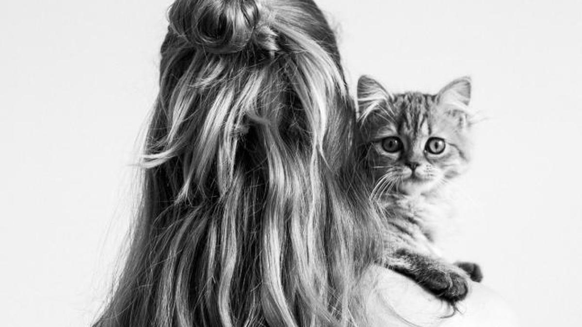 romanca-manager-ucide-pisici_23619800