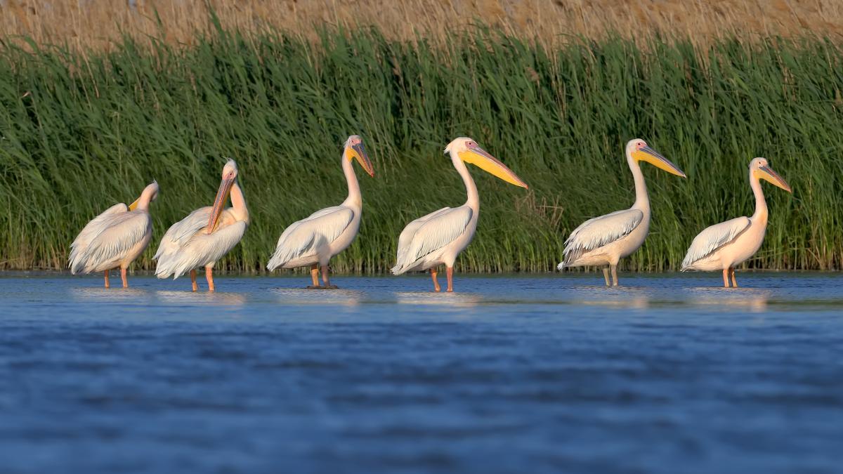 excursiile-pentru-vizitarea-coloniilor-de-pasari-din-delta--interzise--amenzi-de-pana-la-50-000-de-lei_80216500
