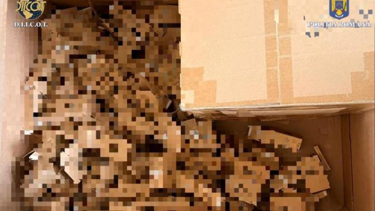 diicot-perchezitii-droguri_42764200