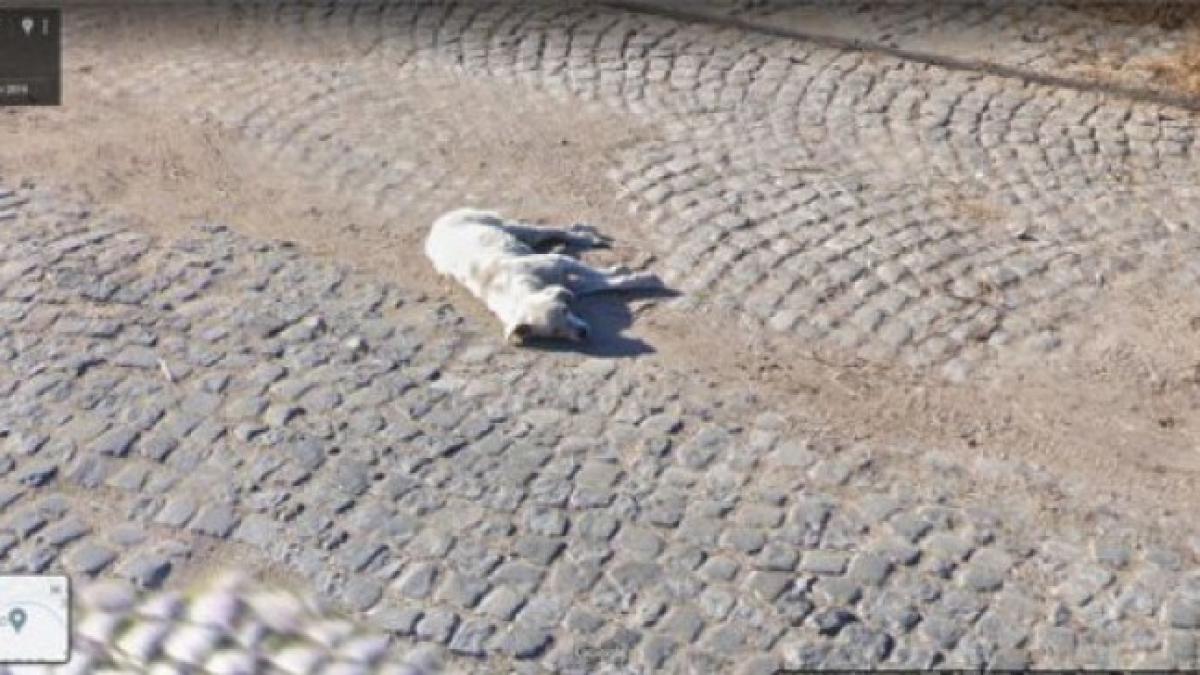 caine-google_35322400