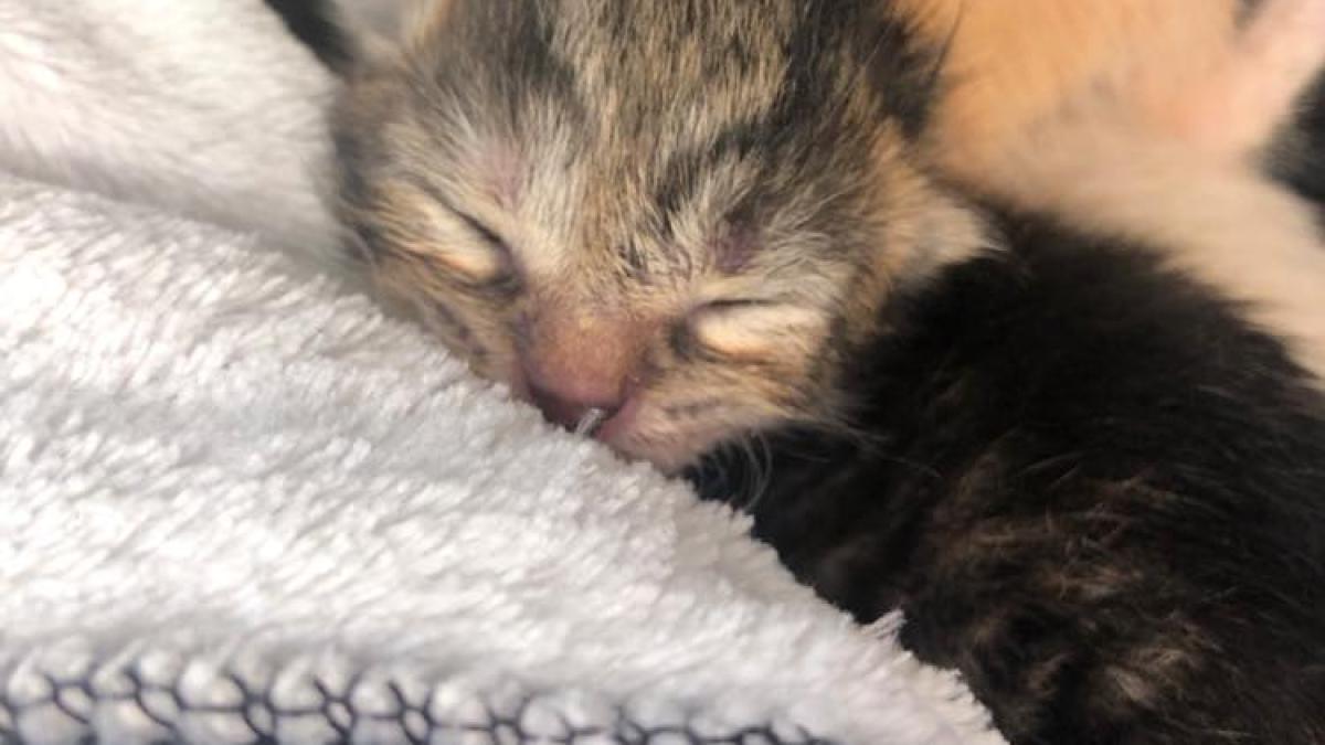 in-2023--inca-se-arunca-suflete-nevinovate-la-gunoi-erau-in-tomberon--intr-o-plasa-legata-la-gura---patru-pui-de-pisica-isi-cauta-omul-4_87619100