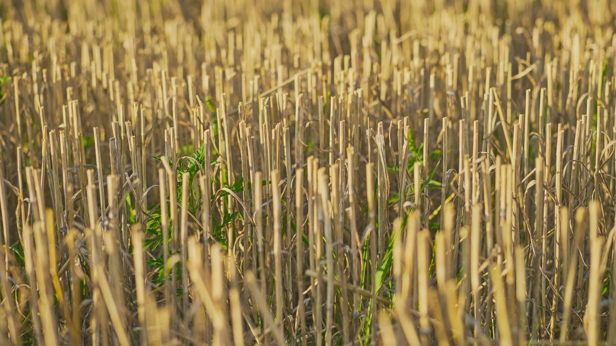 cum-se-recolteaza-stuful_60058600