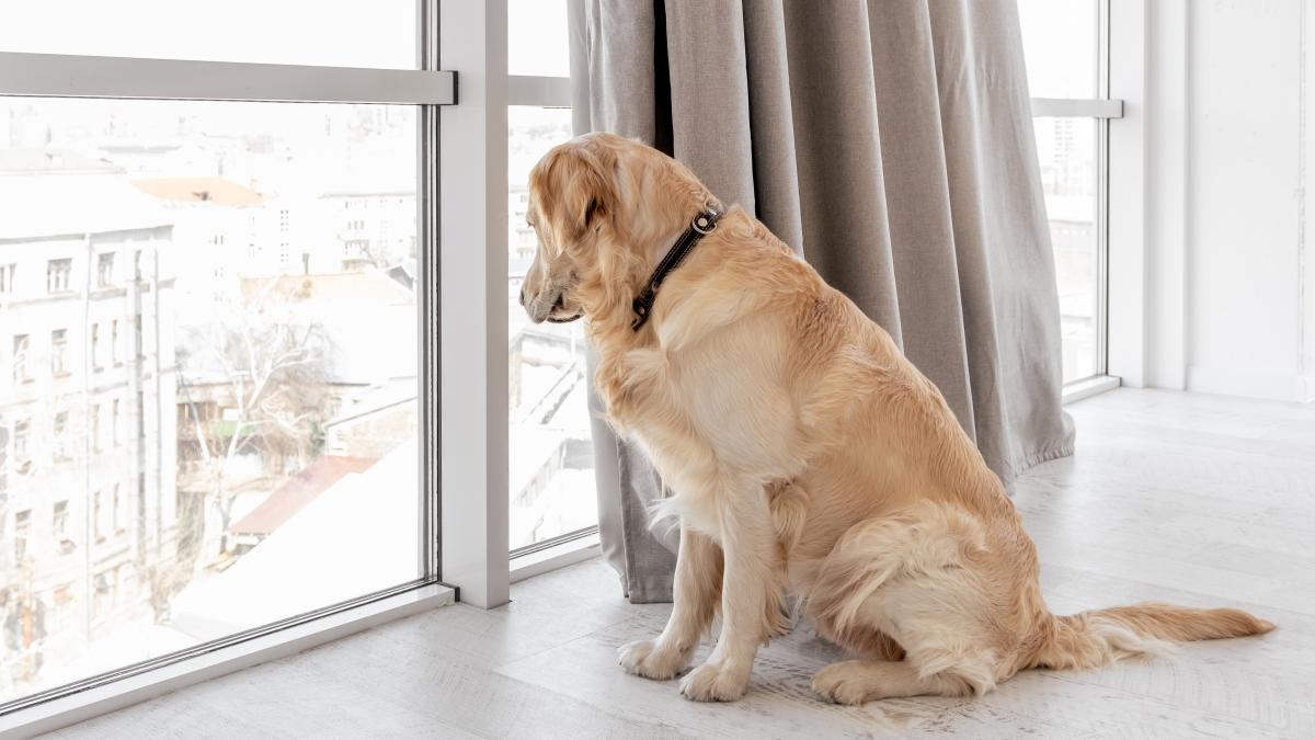 caine-la-geam_64612800