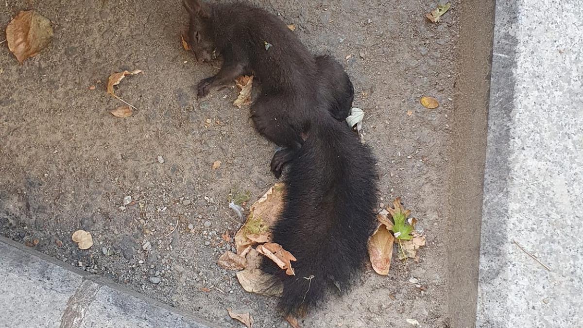 veverita-moarta-sectorul-1_52293900