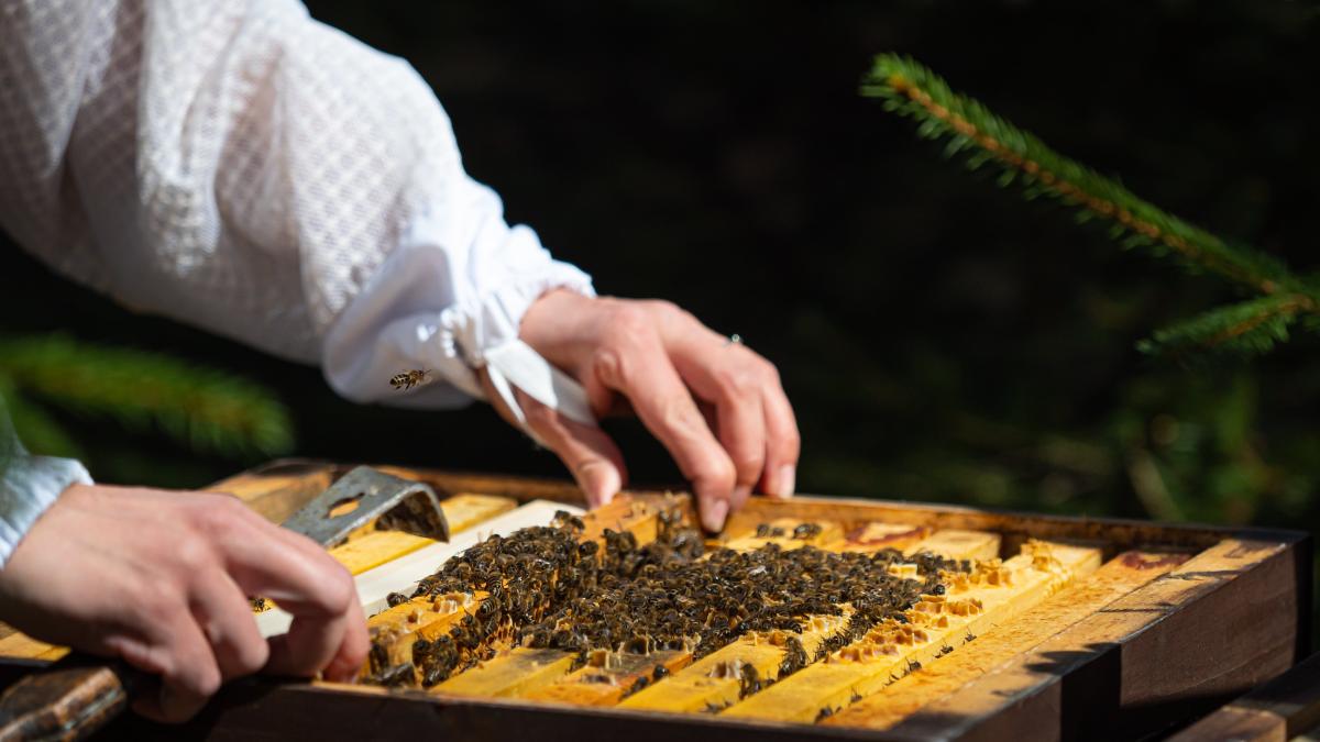 miere-productie_64915600