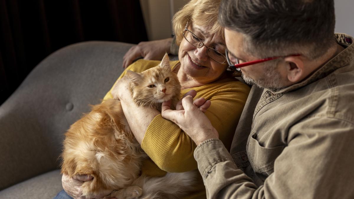 pisica-atasament_42735800