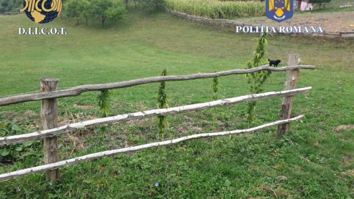 doua-persoane-care-cultivau-canabis--pe-un-camp-din-bistrita-nasaud--cercetate-in-arest-preventiv_51381200