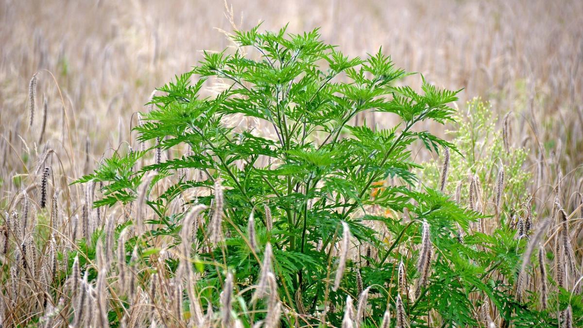 alergie-ambrozie-tratament_58507200