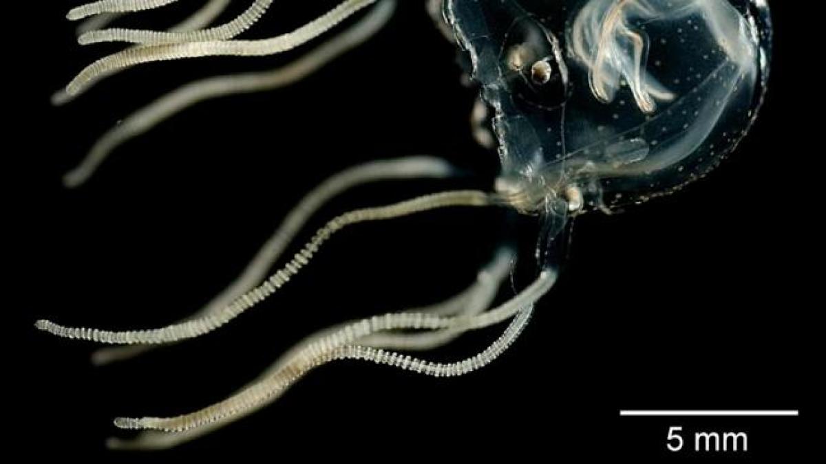 meduza-fara-creier_13528500