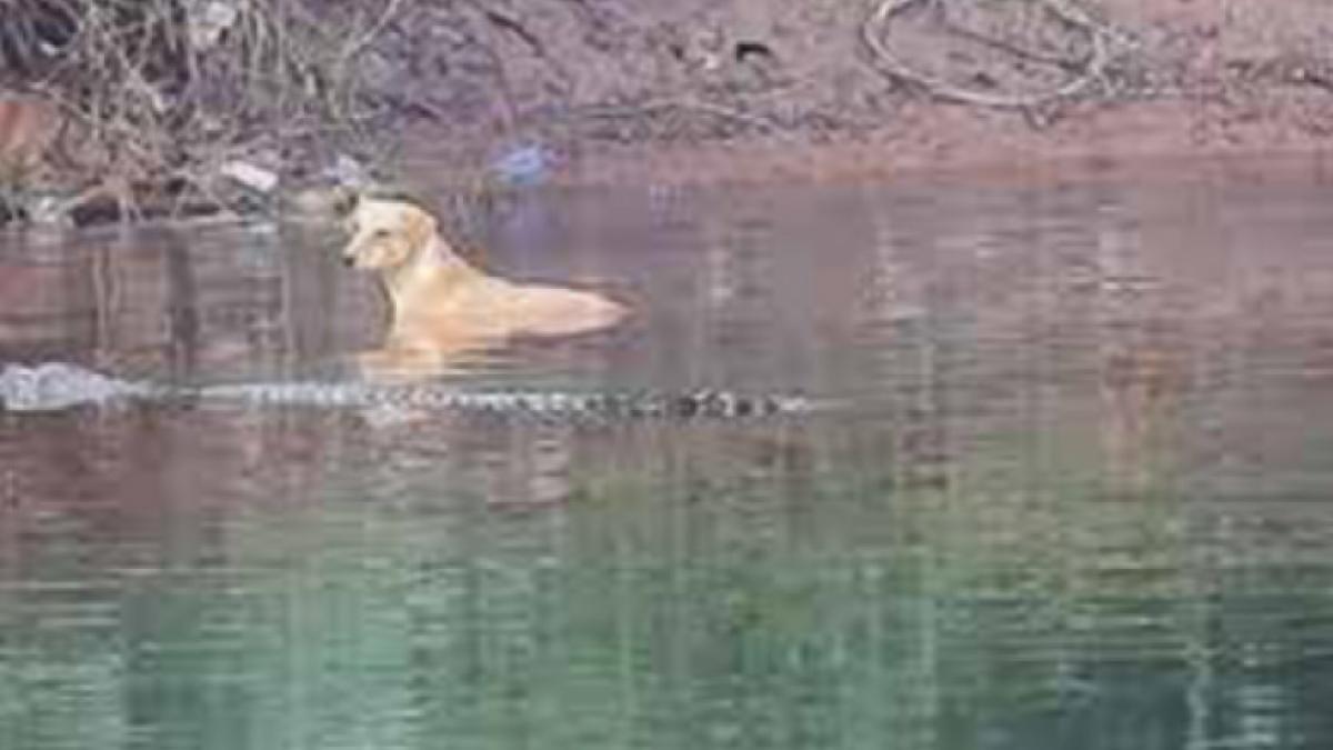 caine-mlastina_71206600