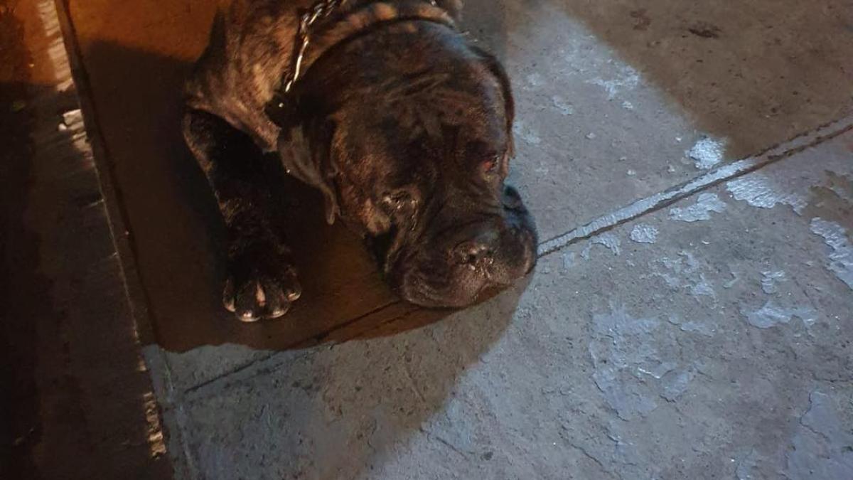 un-caine-a-plecat-de-acasa-la-restaurant_70466500