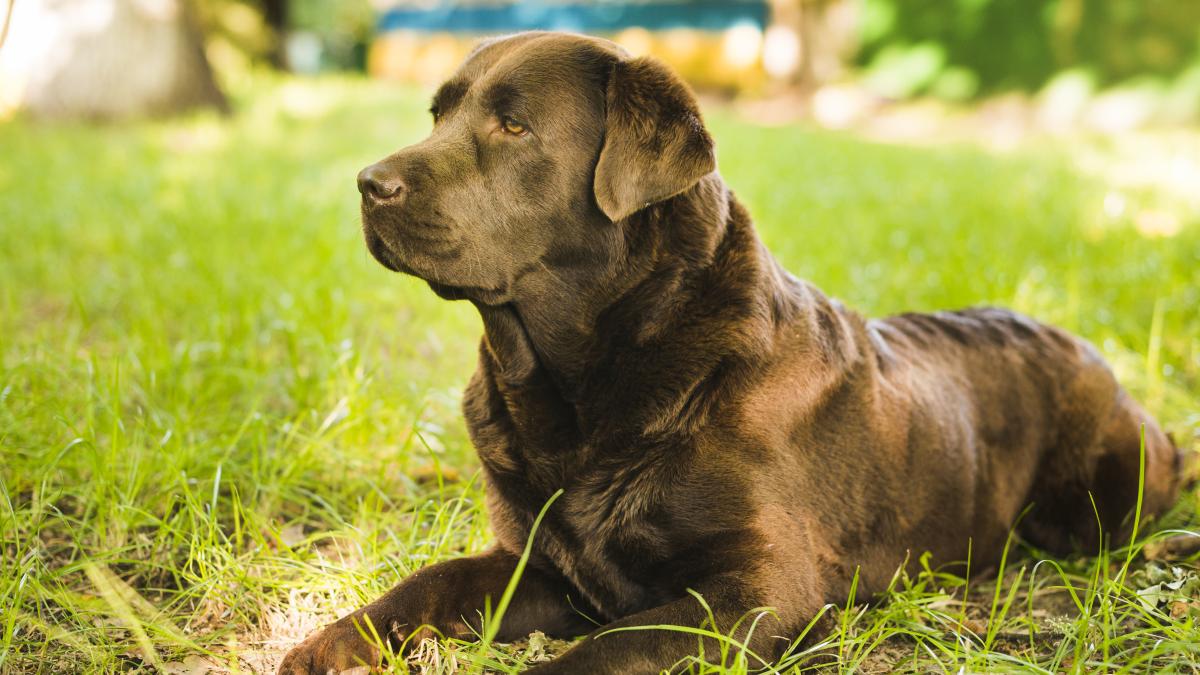 caine-pe-iarba_17888300