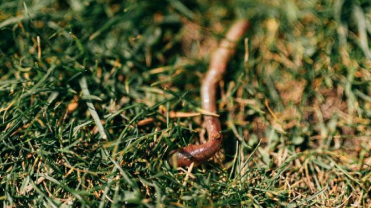 stiinta-demonstreaza-cum-ramele-ajuta-enorm-in-productia-globala-de-alimente_64935400