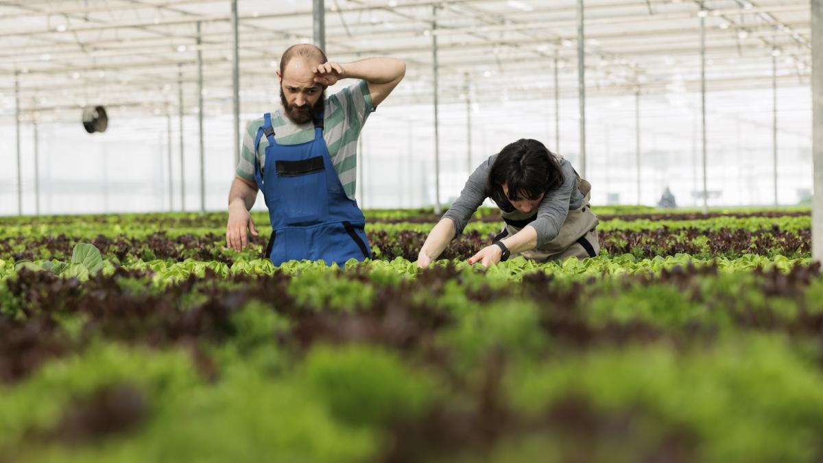 sindicatele-germane-cer-protectie-pentru-sezonierii-romani--conditiile-de-lucru-si-de-cazare--adesea-necorespunzatoare_93338800