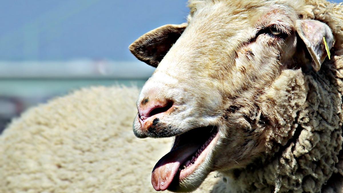 roman-oaie-furata_24221400