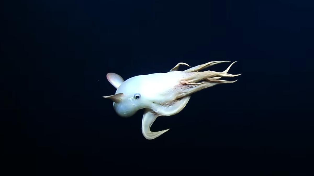 caracatita-dumbo_16936800