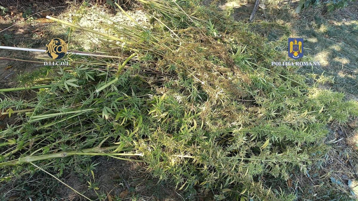 241-de-plante-de-canabis--ridicate-pentru-expertiza-din-gradina-unui-fost-procuror-din-vrancea_46758100