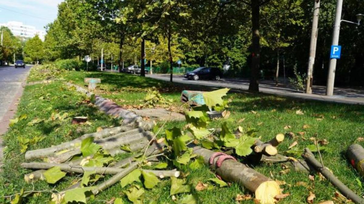 copaci-plantati-de-primaria-sectorului-3--defrisati-ilegal-de-primaria-capitalei_72201200