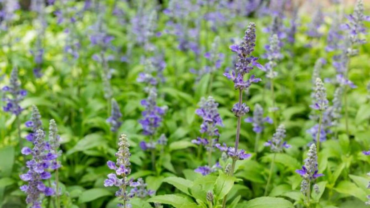 planta-din-biblie-care-iti-curata-mintea--trupul-si-sufletul_06428400