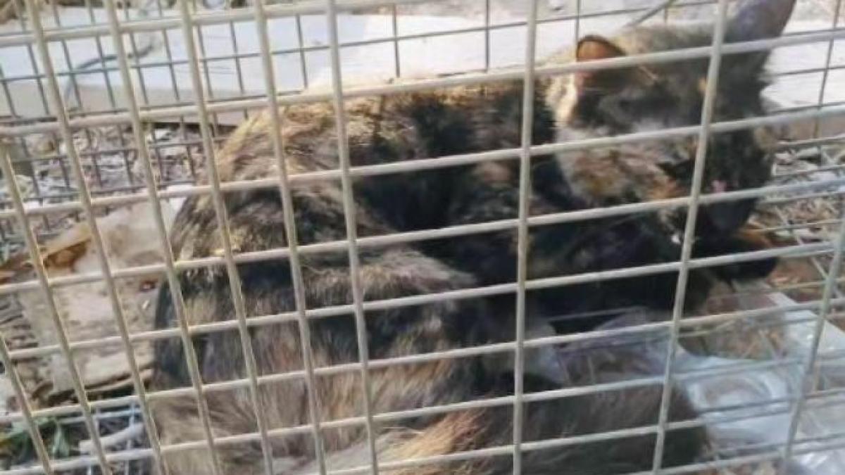 pisicidesert_46080800