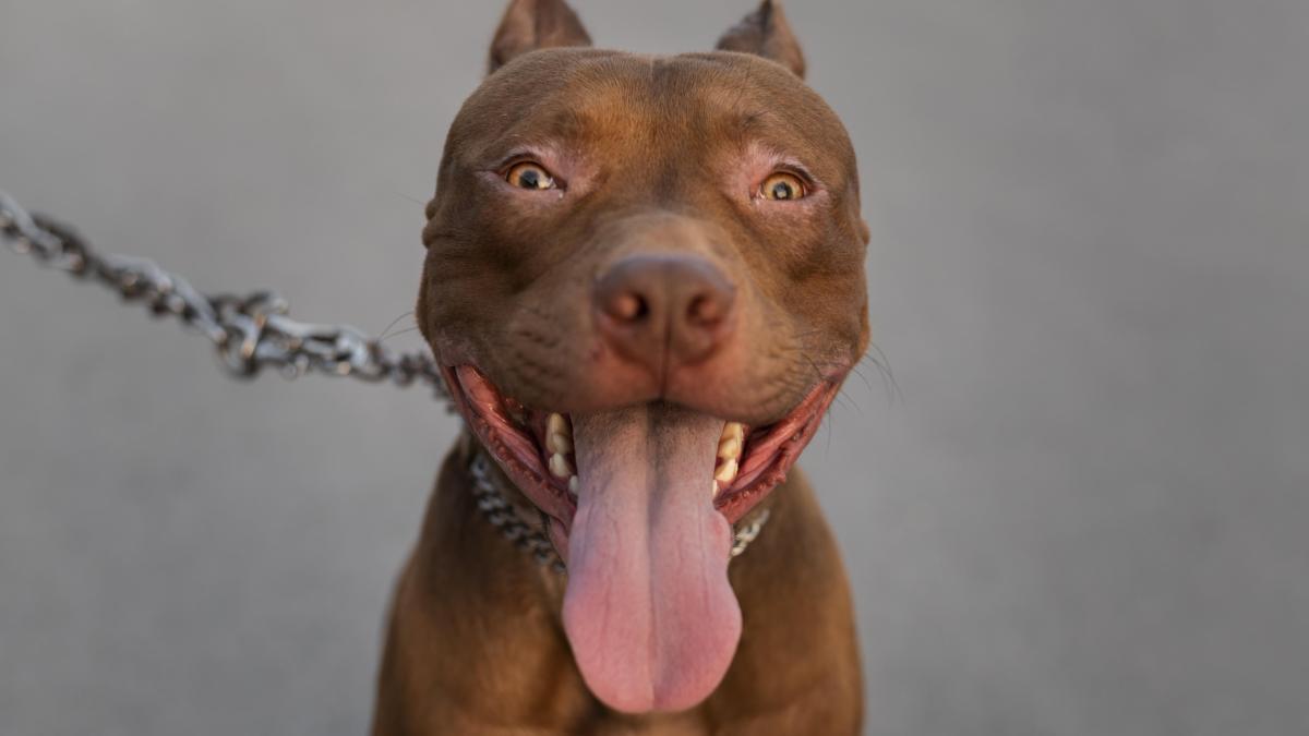 caine-agresiv_25430600