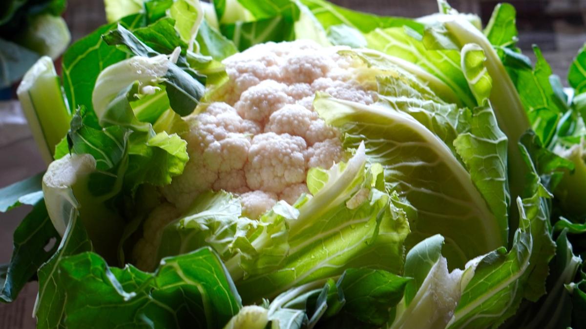 conopida-mihail-pautov_55759900